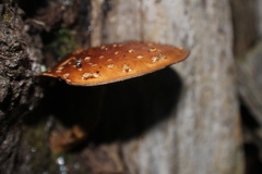 Hemistropharia