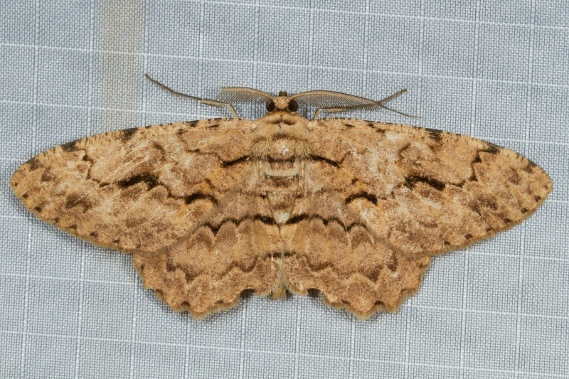 Hypomecis costaria
