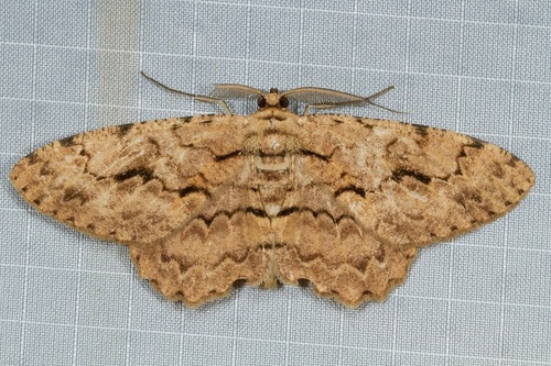 Hypomecis costaria