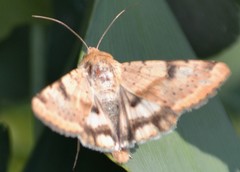 Heliothis