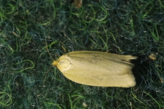 Zelotherses paleana