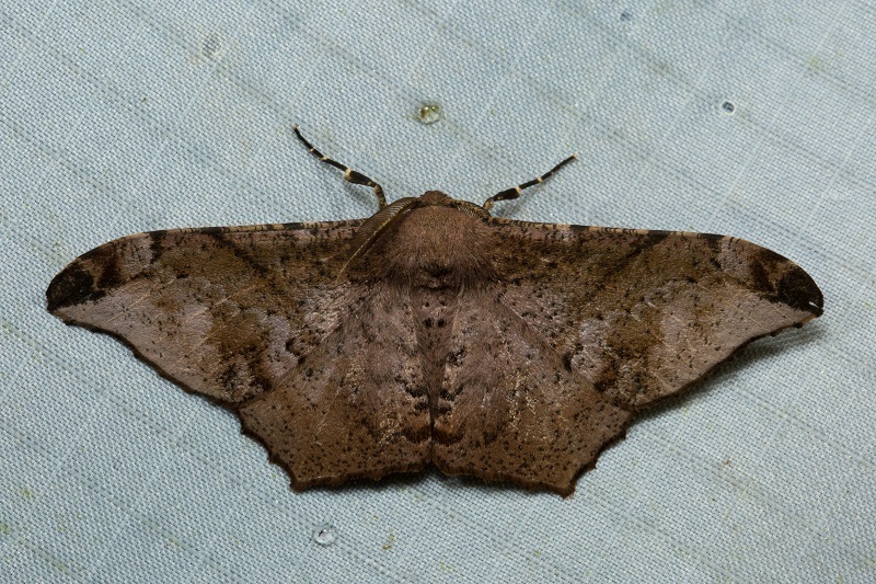 Hyposidra incomptaria
