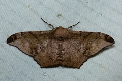 Hyposidra incomptaria