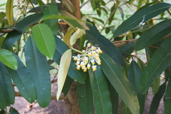 Calophyllum soulattri