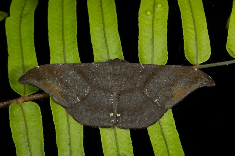Hyposidra aquilaria