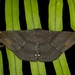 Hyposidra aquilaria - Photo (c) dhfischer, algunos derechos reservados (CC BY-NC), subido por dhfischer