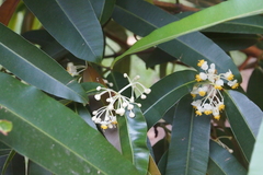 Calophyllum soulattri