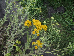Tanacetum balsamita