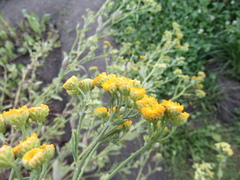 Tanacetum balsamita