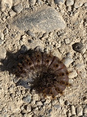 Hemileuca eglanterina