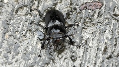 Lucanus