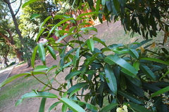 Calophyllum soulattri