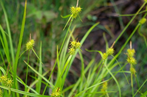Large yellow-sedge (Carex flava)
