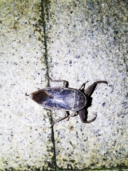 Kirkaldyia deyrolli