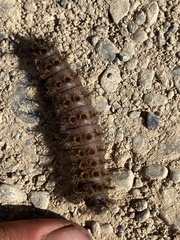 Hemileuca eglanterina