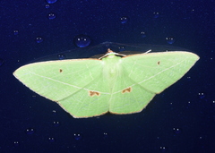 Tanaoctenia haliaria