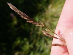 Festuca altaica