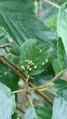Eriophyes alniincanae