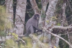 Trachypithecus crepusculus