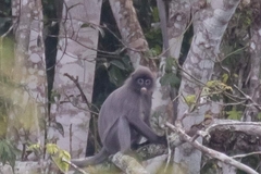 Trachypithecus crepusculus