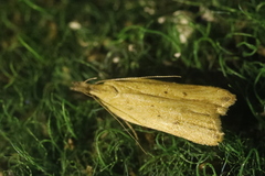 Dichomeris limosellus