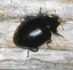 Hippodamia moesta moesta