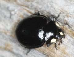 Hippodamia moesta moesta