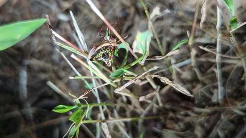 Arrow-shaped Orbweaver photo 4