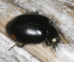 Hippodamia moesta moesta