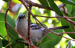 Dryoscopus cubla cubla