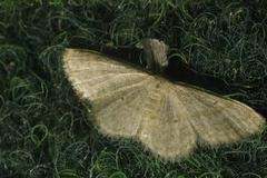 Idaea subsericeata