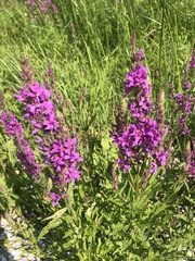 Lythrum salicaria