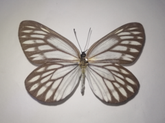 Aporia gigantea