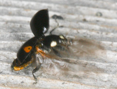 Hippodamia moesta moesta