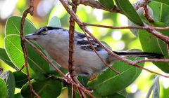 Dryoscopus cubla cubla