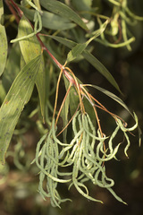 Acacia cheelii