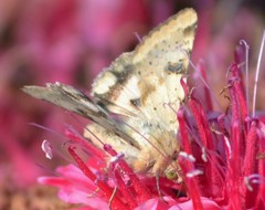 Heliothis