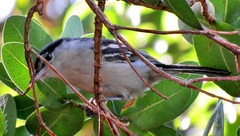 Dryoscopus cubla cubla