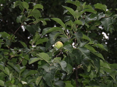 Malus praecox