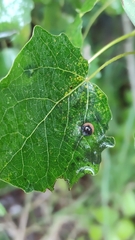 Harmandiola tremulae