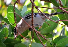 Dryoscopus cubla cubla
