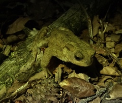 Bufo bufo