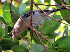 Dryoscopus cubla cubla