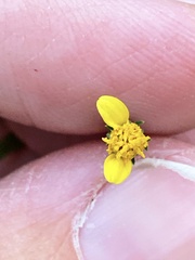 Bidens leptocephala