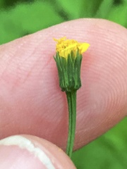 Bidens leptocephala