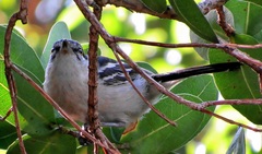 Dryoscopus cubla cubla