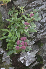 Hylotelephium telephium fabaria