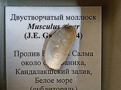 Musculus niger