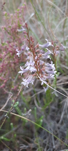 Image of Cyphia campestris by (c) Eugene Hahndiek, some rights reserved (CC BY-SA)