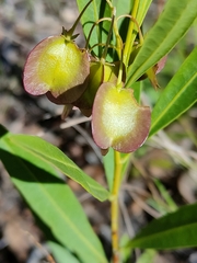 Dodonaea lanceolata